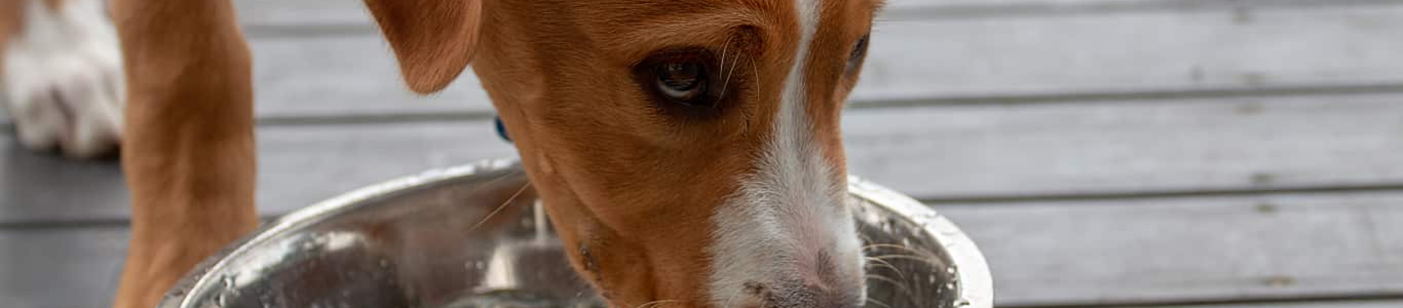 View of Excessive Thirst in Dogs: Common Causes & When to See the Vet
